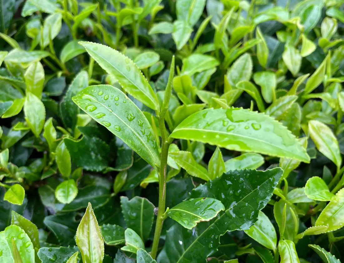 L-theanine – a Special Component of Green Tea