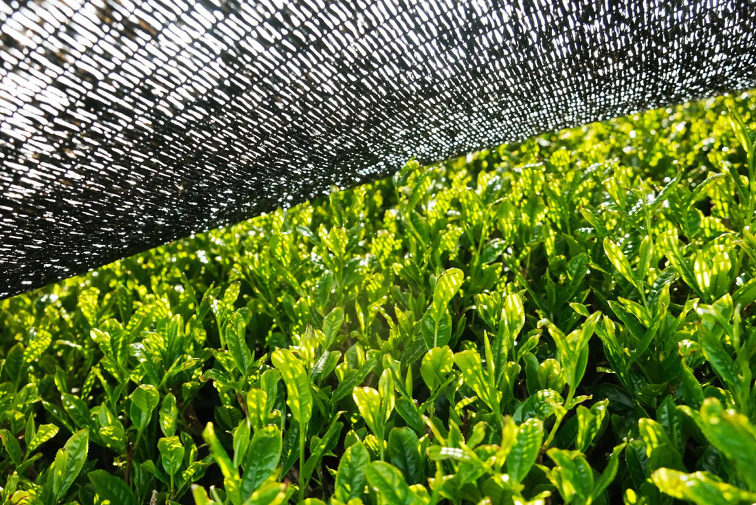 Photo of Japanese Green Tea Leaves Shaded